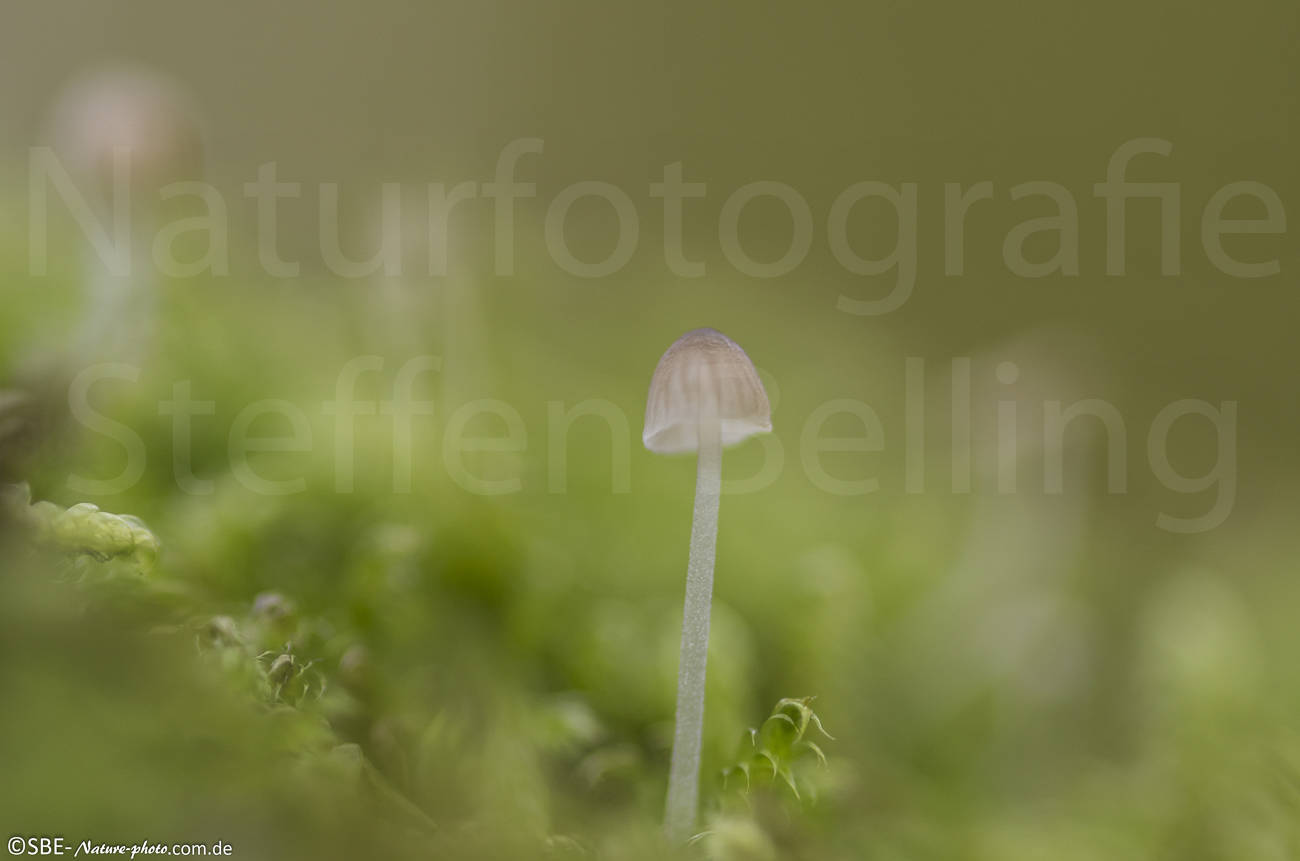 _IGP6146
